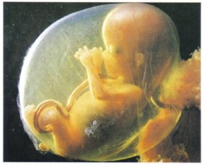 Razmišljanje uz 5. nedjelju kroz godinu 'B' i Dan života 2012.
